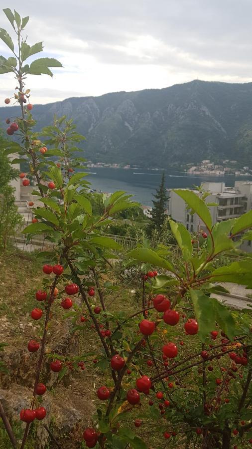 Apartment Jelena Kotor Exteriér fotografie