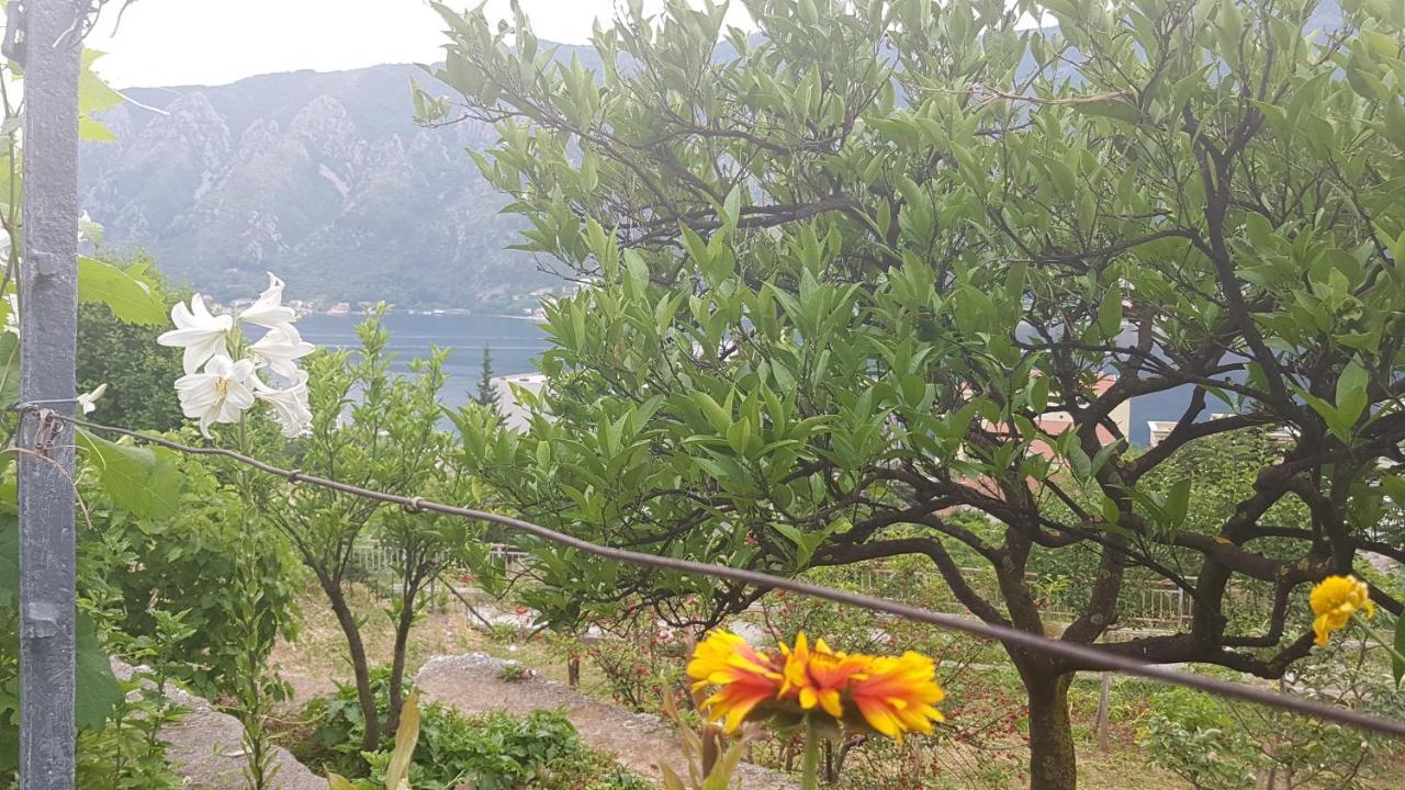 Apartment Jelena Kotor Exteriér fotografie
